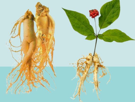 Panax Ginseng